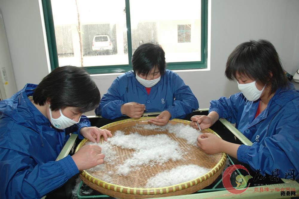 工人正在精心进行羽绒挑拣
