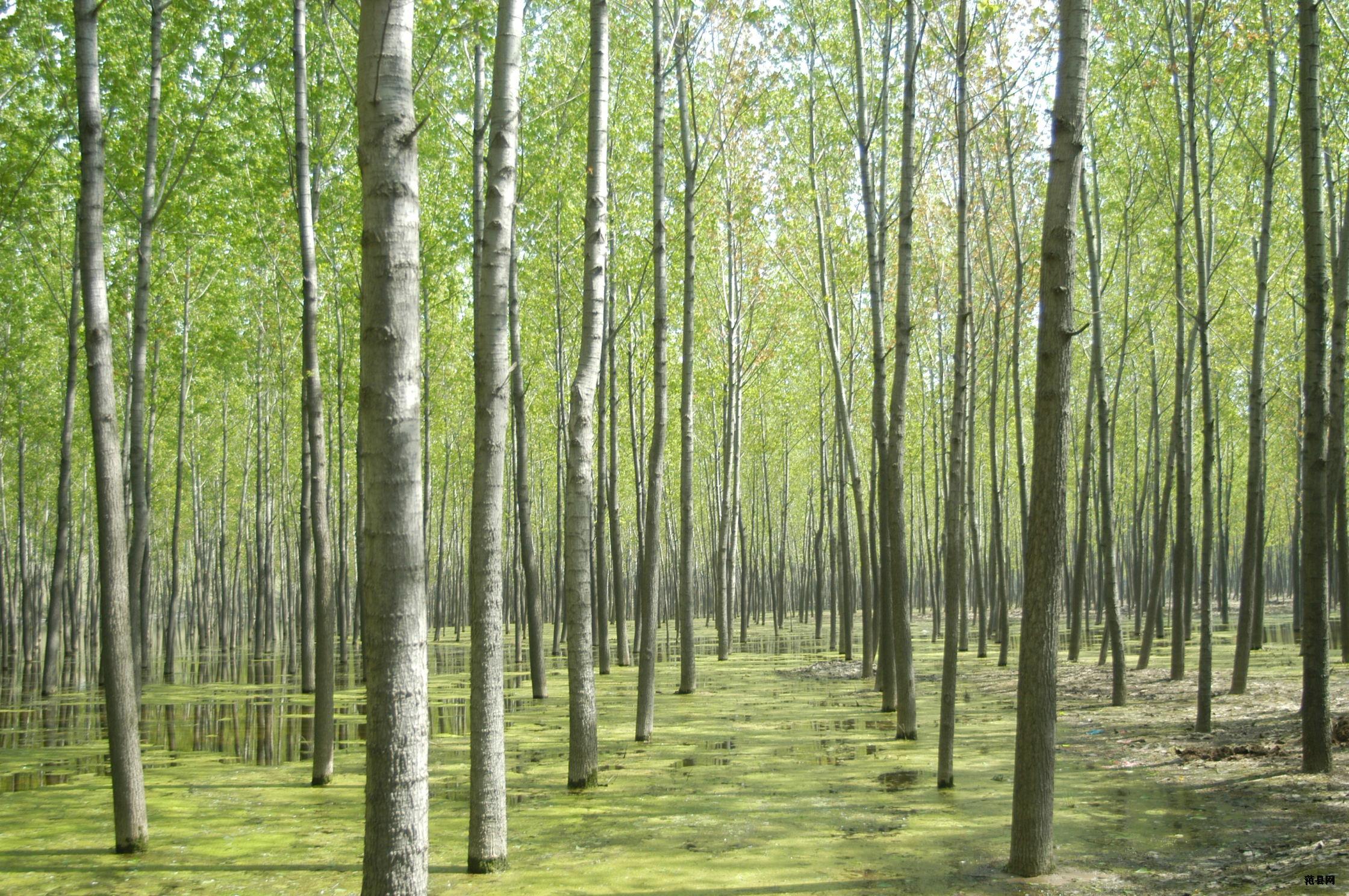 丰产林木资源