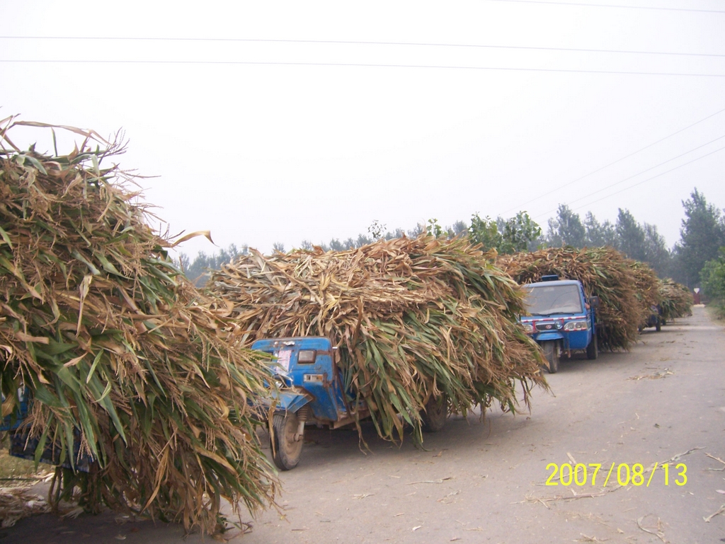 河北冀新玉米收割机_河北每亩玉米收入(2)